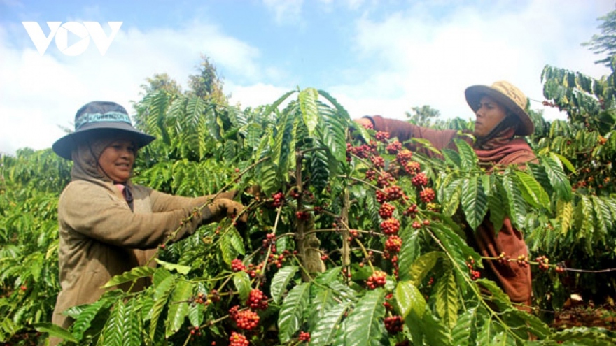 Giá cà phê hôm nay 24/12: Giá cà phê trong nước tăng 1.600-1.700 đồng/kg