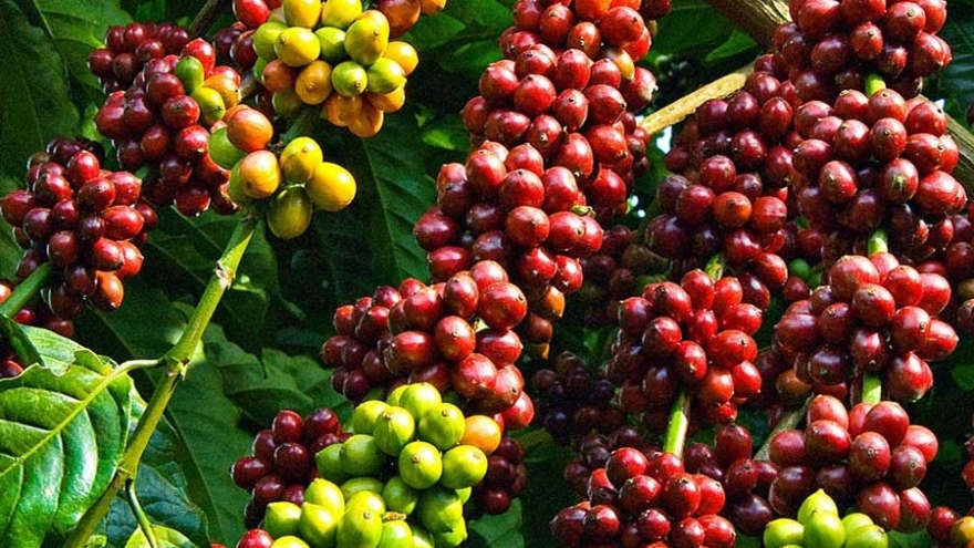 Giá cà phê hôm nay 17/12: Giá cà phê Robusta tăng, cà phê Arabica giảm