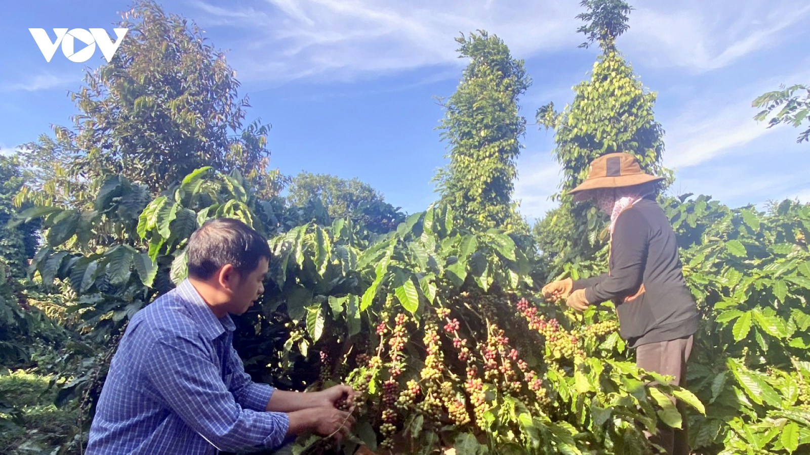 Đắk Lắk tái diễn tình trạng thiếu nhân công thu hái cà phê