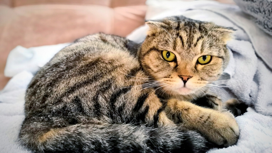 Điểm danh những cái tên độc đáo của mèo Nga
