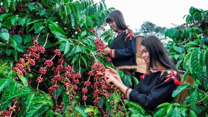 Coffee industry striving to adapt to EU’s anti-deforestation law