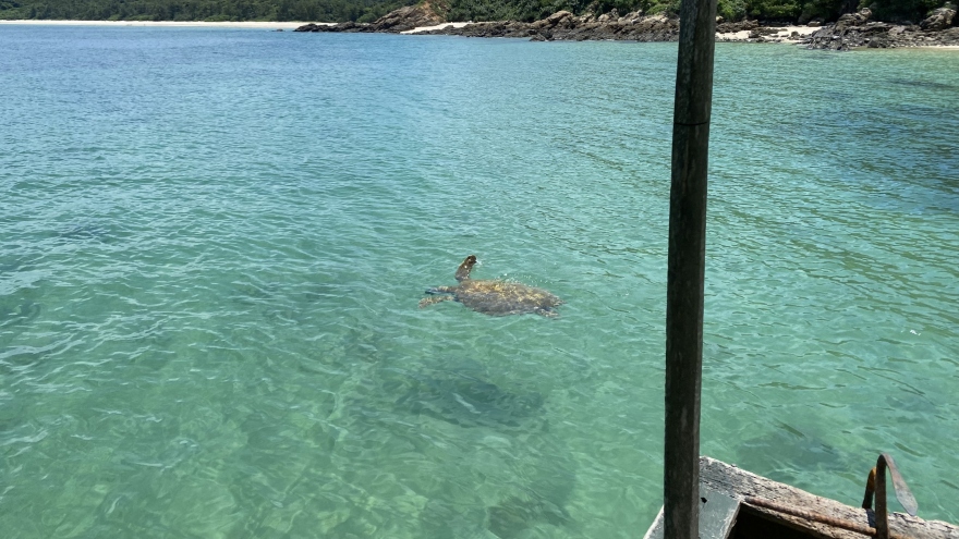 Cá thể rùa biển quý hiếm xuất hiện tại vùng biển Cô Tô