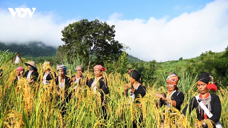 Young rice festival of Kho Mu ethnic people in Lai Chau province
