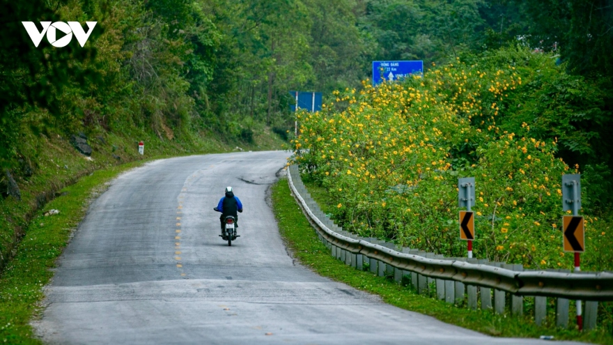 Yellow flowers attract visitors to Lung Pa pass