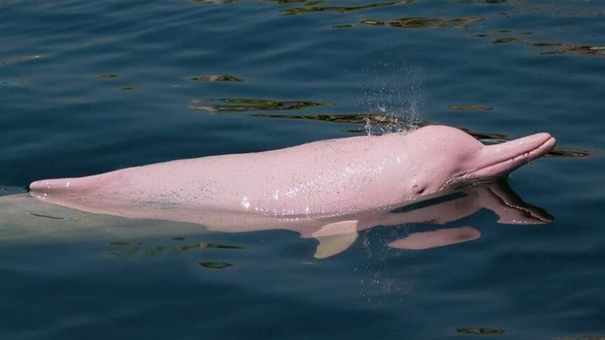 Cá heo hồng bất ngờ xuất hiện ở Campuchia