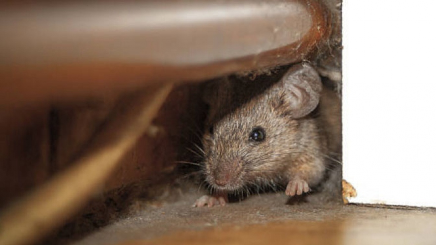 Vị trí nào trong nhà chuột hay làm tổ?