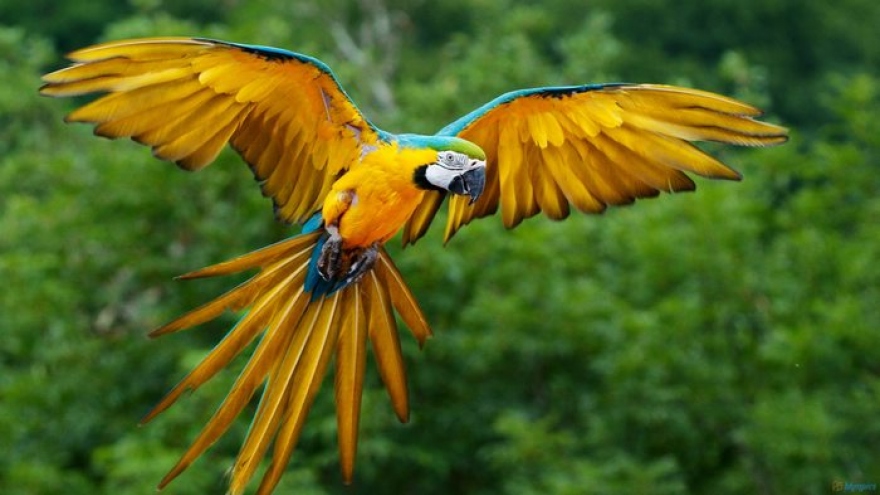 Peru trở thành quốc gia số loài chim đa dạng nhất thế giới