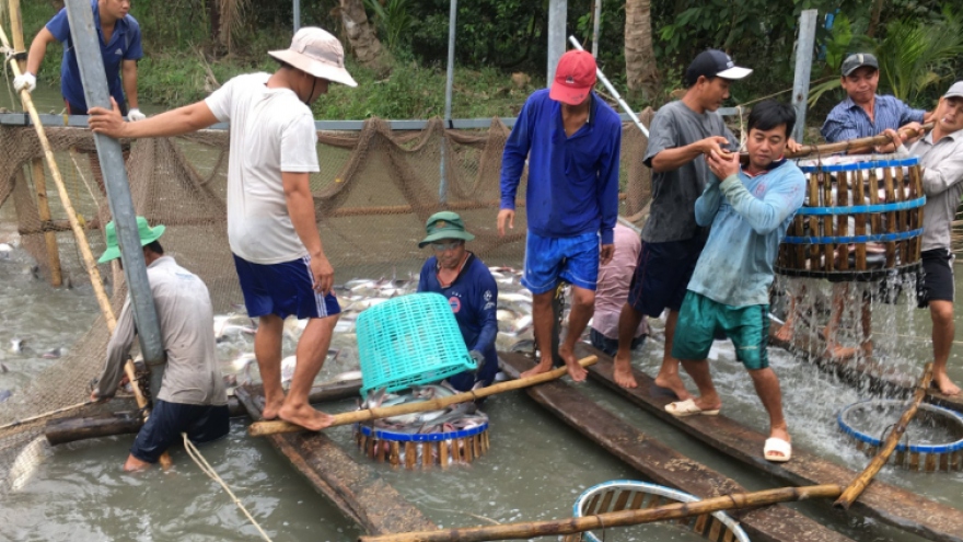 Ngư dân Tiền Giang phấn khởi thu hoạch cá tra vì giá cao sau Tết