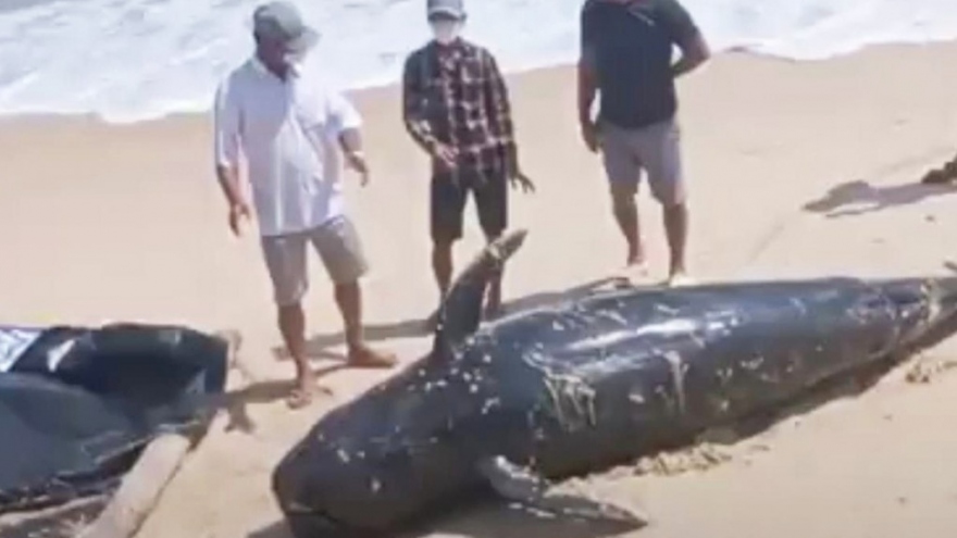 Cá voi nặng gần 1 tấn dạt vào bờ biển Khánh Hòa