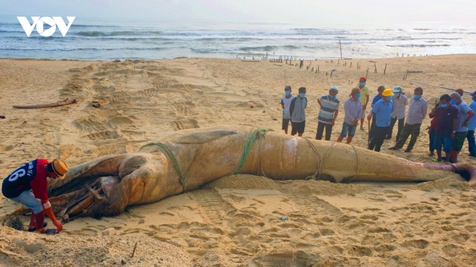 Cá voi nặng 4 tấn trôi dạt vào bờ tại Quảng Nam