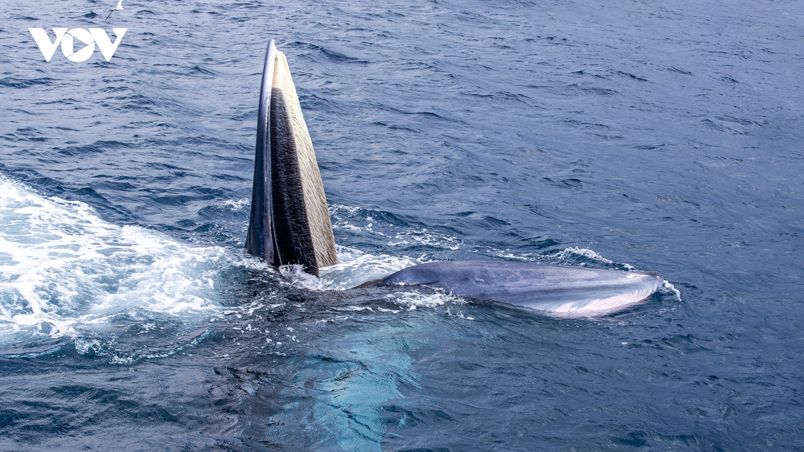 Cá voi xuất hiện trên vùng biển Vĩnh Thực (Móng Cái)