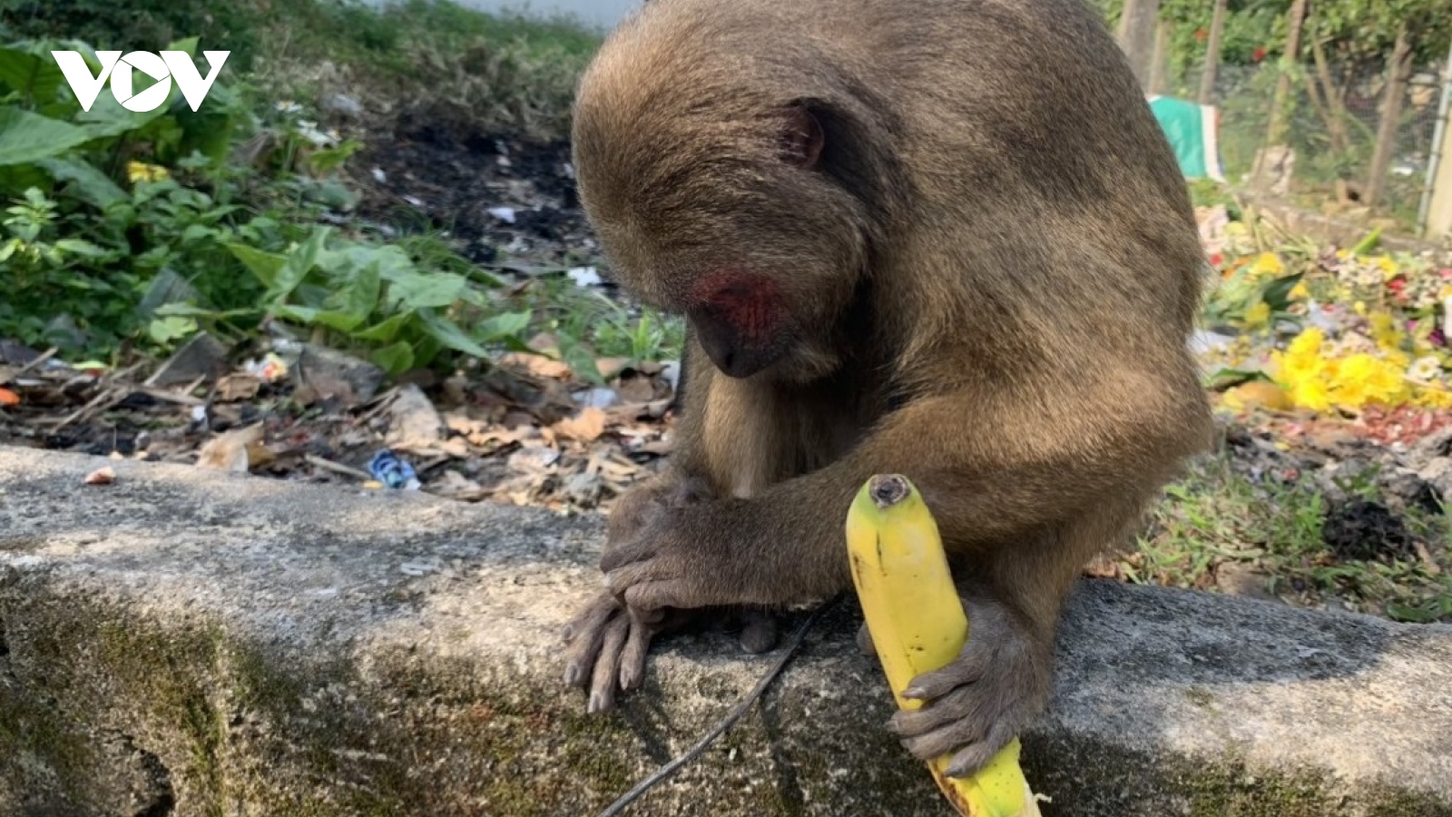 Thả cá thể khỉ mặt đỏ quý hiếm về rừng tự nhiên