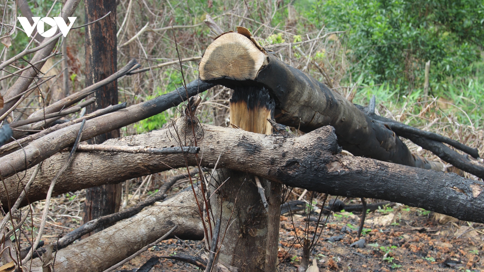 Chuyển hồ sơ vụ phá rừng ở An Lão (Bình Định) sang cơ quan điều tra