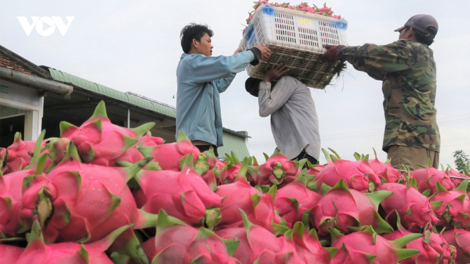 UK supermarkets halt Vietnamese dragon fruit sales due to pesticide residues