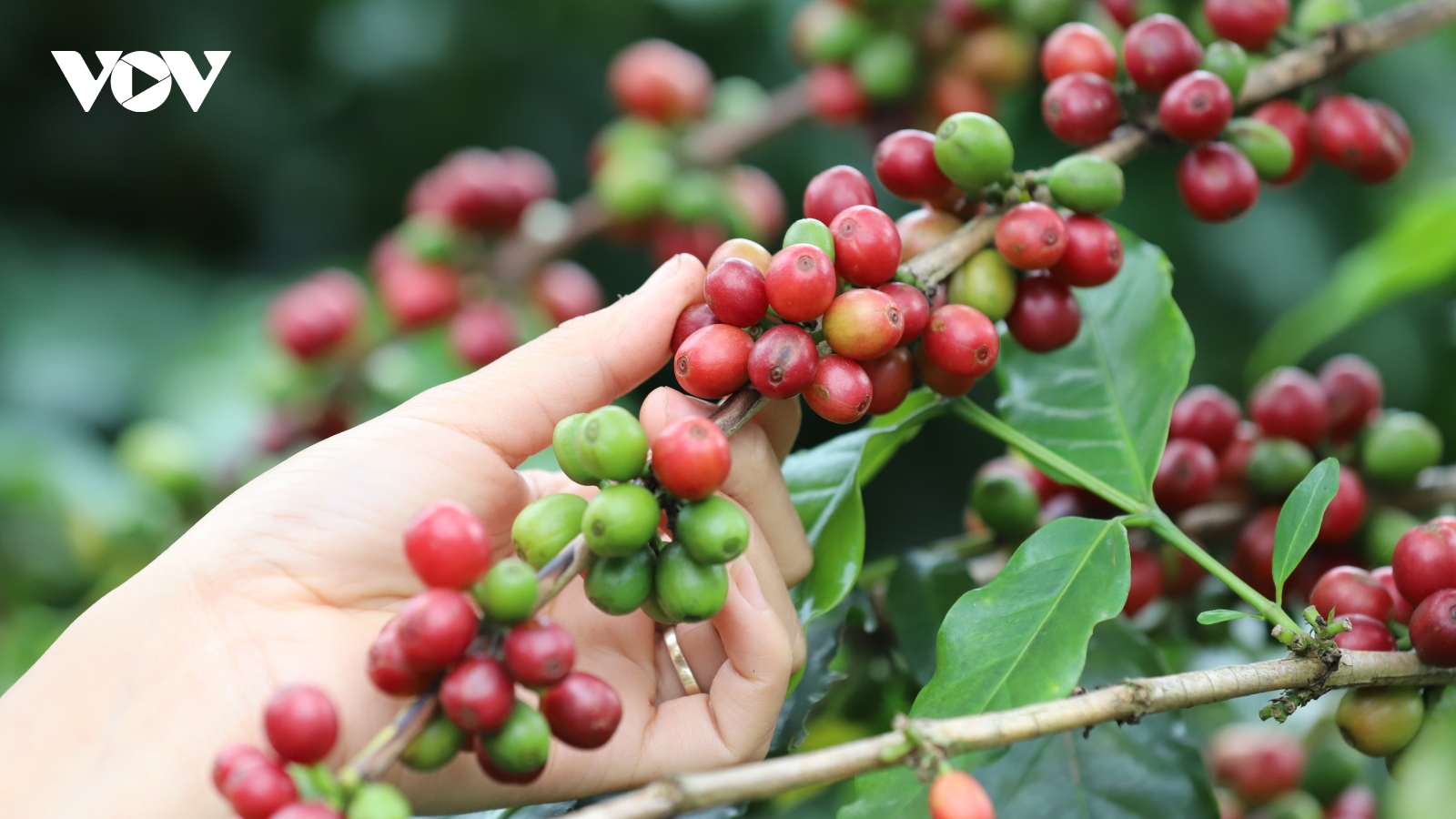 Giá cà phê hôm nay 27/12: Cà phê trong nước được thu mua cao nhất 68.000 đồng/kg