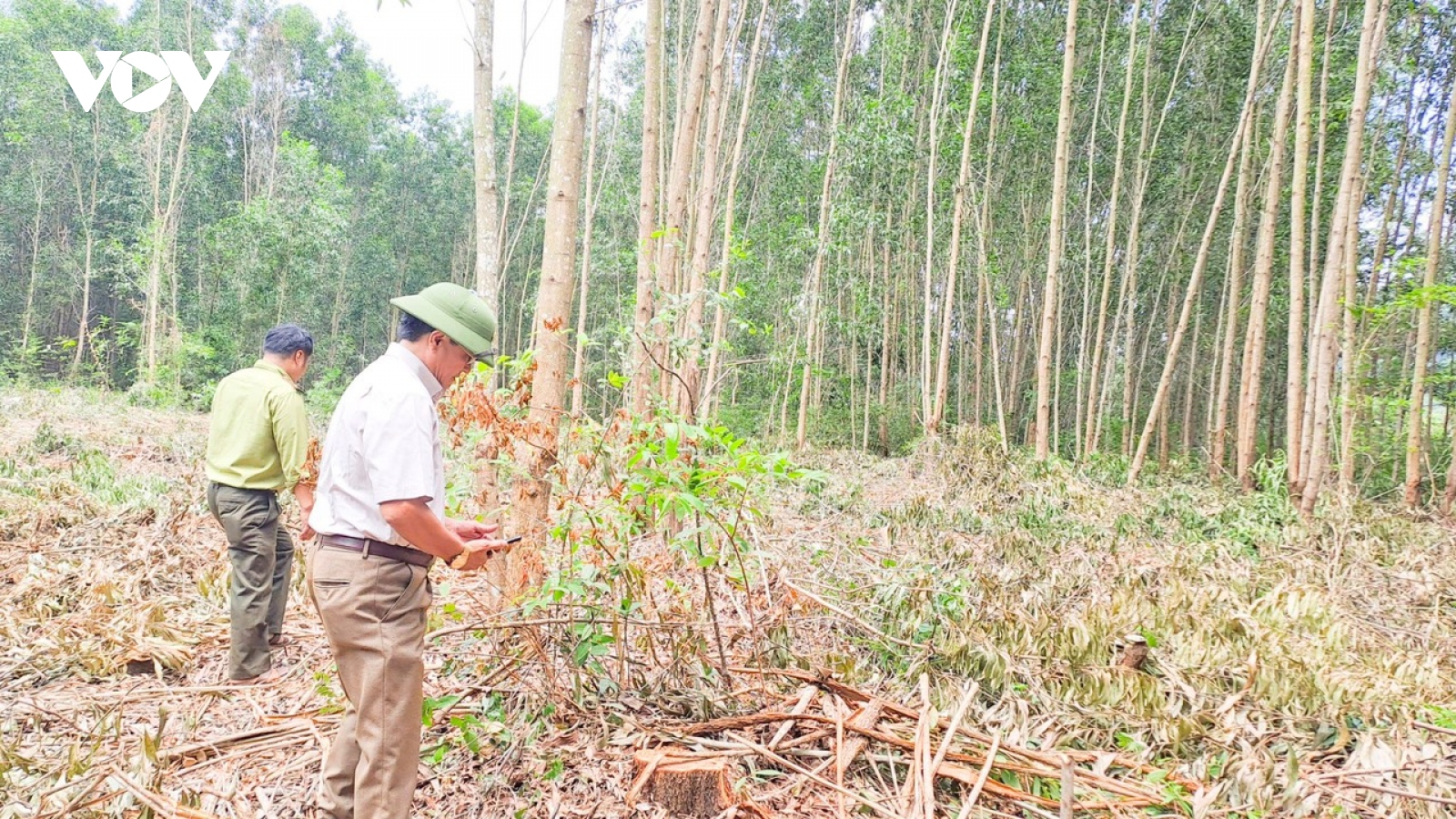 Nhiều diện tích rừng phòng hộ ở Bình Định bị khai thác trái phép