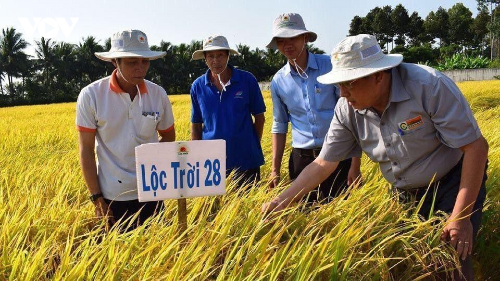 The Rice Trader chúc mừng Việt Nam chiến thắng giải Gạo ngon nhất thế giới 2023