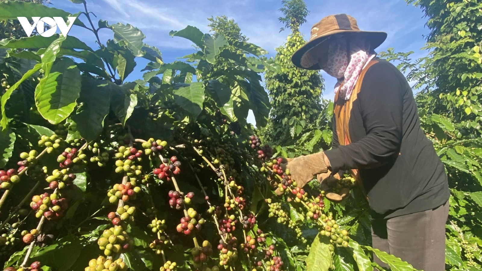 Giá cà phê hôm nay 31/12: Cà phê trong nước được thu mua cao nhất 69.900 đồng/kg