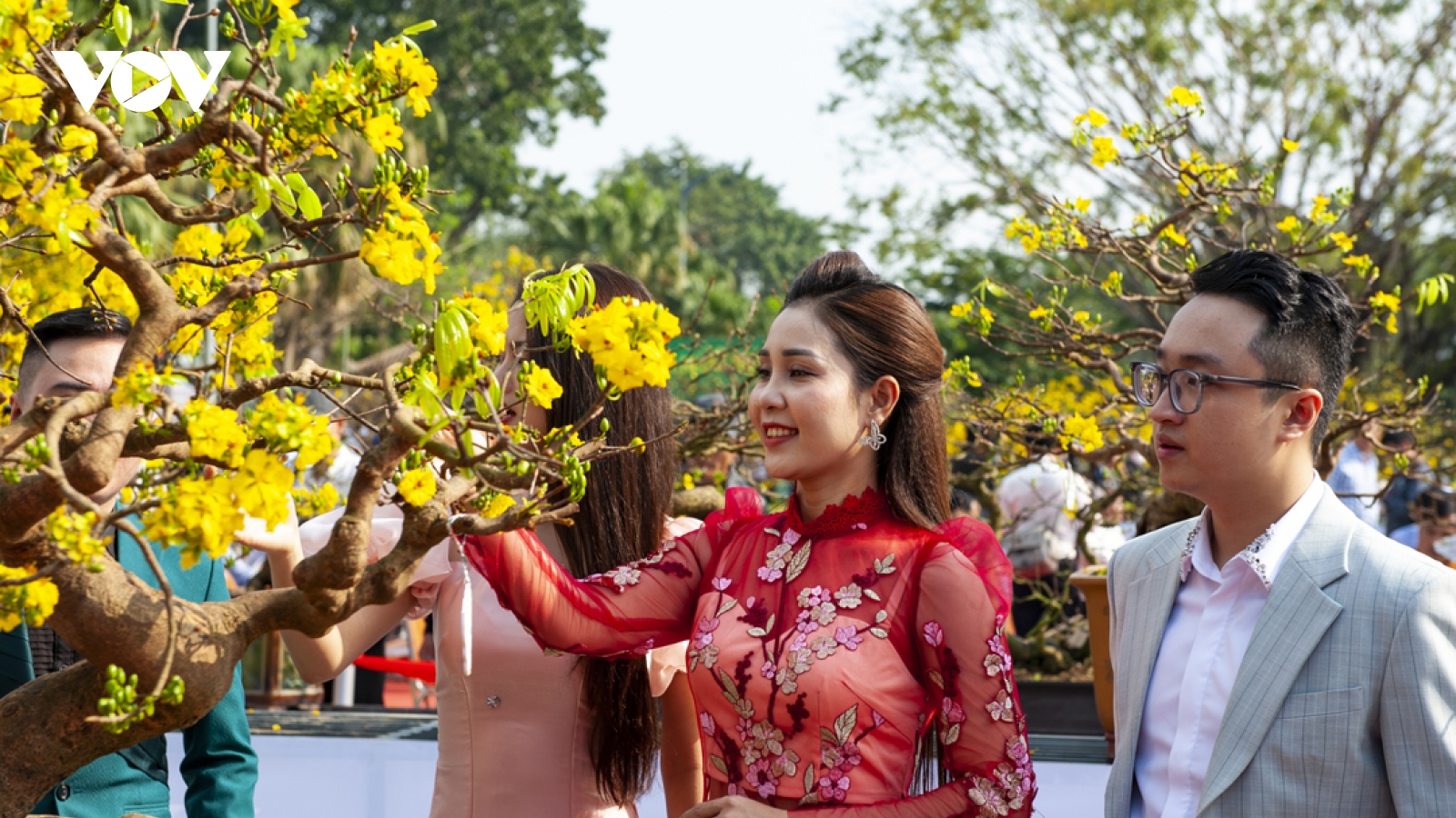 Ngắm mai vàng “khủng” tại lễ hội Hoàng Mai xứ Huế