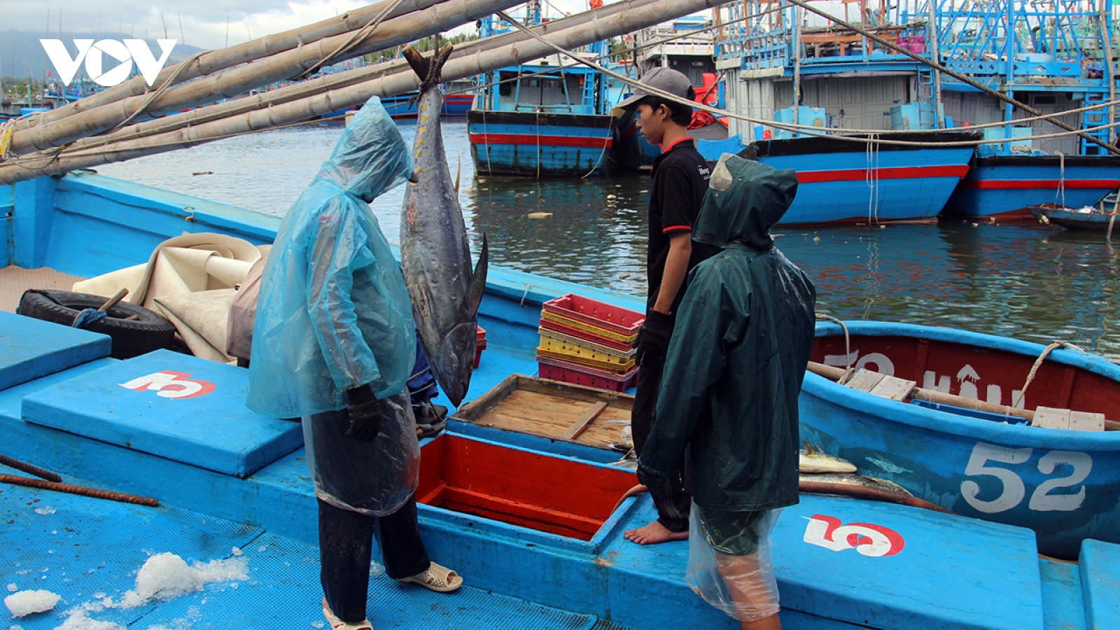 Ngư dân Bình Định bám biển xuyên Tết khát vọng làm giàu từ biển quê hương