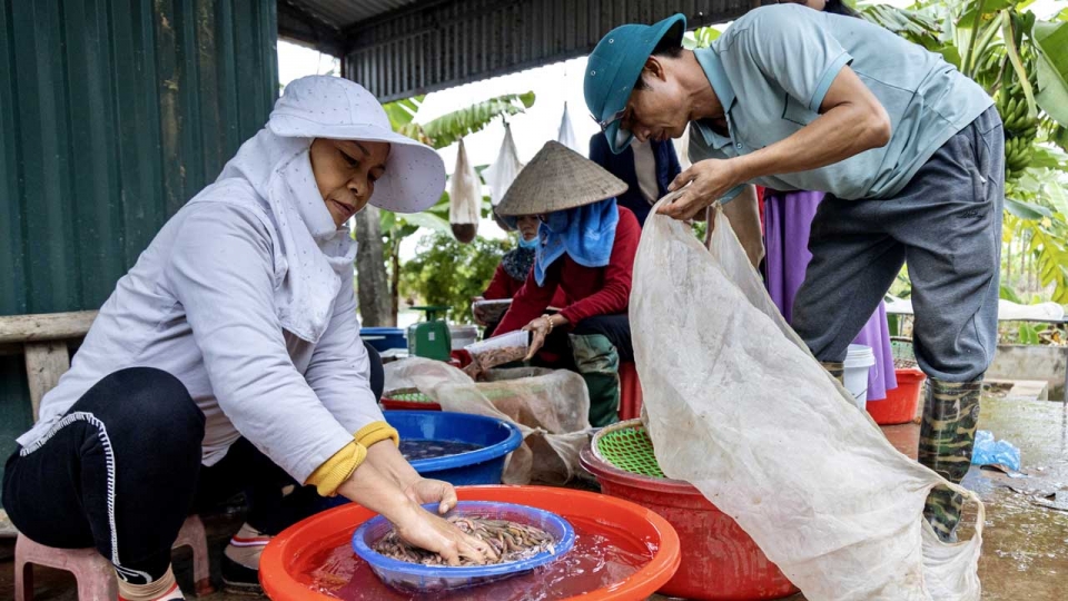 Mùa rươi chính vụ ở Tứ Kỳ, Hải Dương người dân vớt đến đâu bán hết đến đó