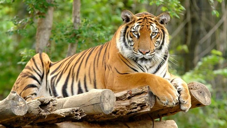 Những điều thú vị ít biết về hổ - loài mãnh thú cô độc và khiêm tốn | VOV.VN