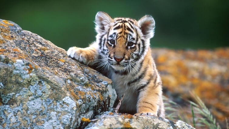 Những điều thú vị ít biết về hổ - loài mãnh thú cô độc và khiêm tốn | VOV.VN