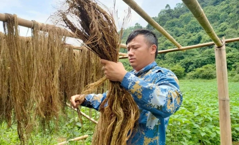 cay gai xanh ap1 huong di moi trong phat trien kinh te cua nong dan cao bang hinh anh 3