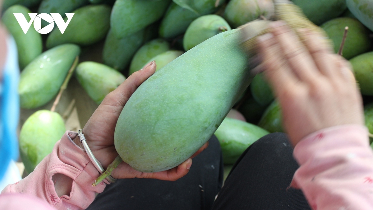 Rok mango sales