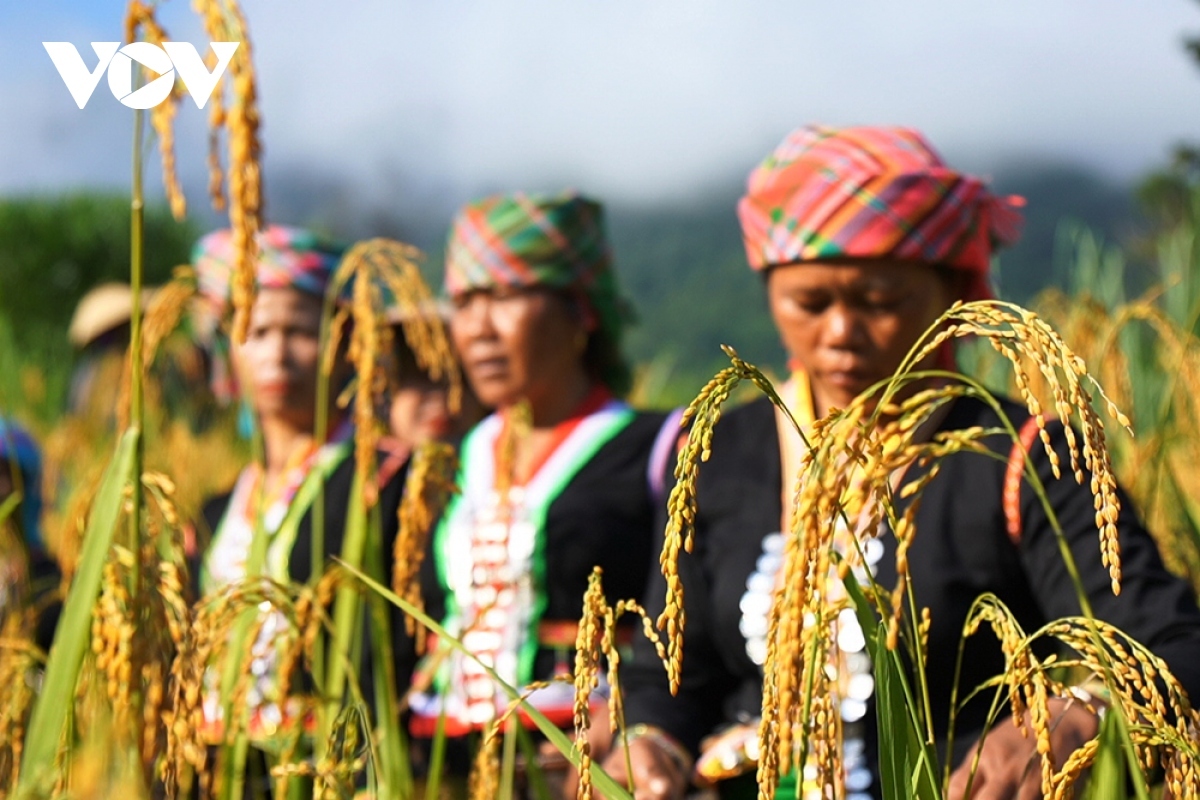young rice festival of kho mu ethnic people in lai chau province picture 5
