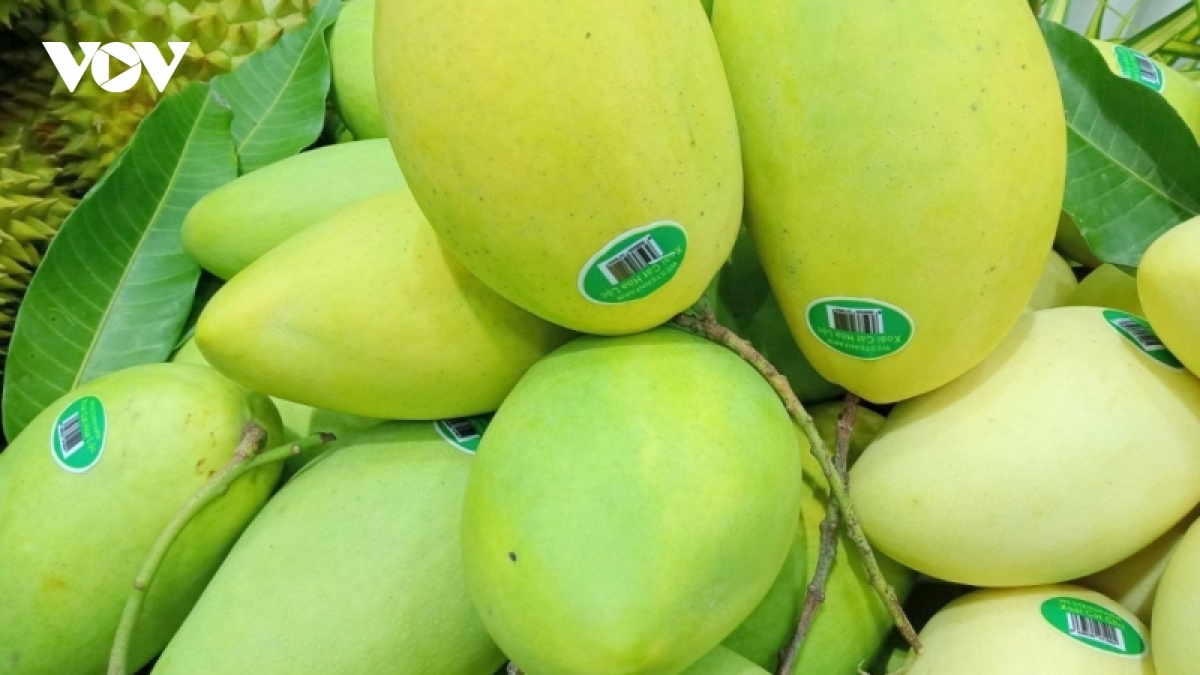 Rok mango sales