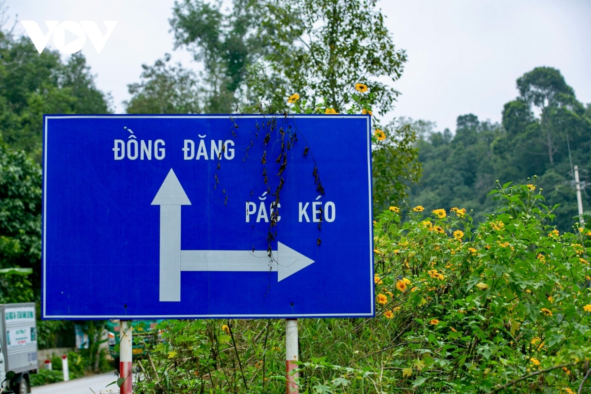 yellow flowers attract visitors to lung pa pass picture 4