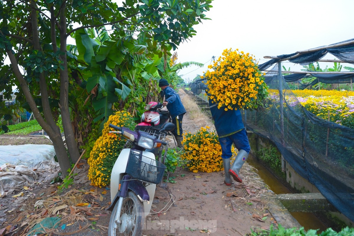 preparations underway at tay tuu flower village ahead of tet picture 10