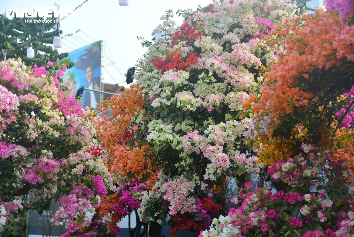 bougainvillea flowers hit streets around ho chi minh city picture 2
