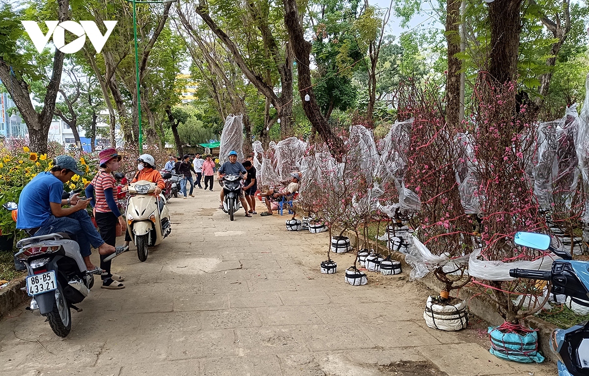 ornamental flowers for tet flock to ho chi minh city picture 3