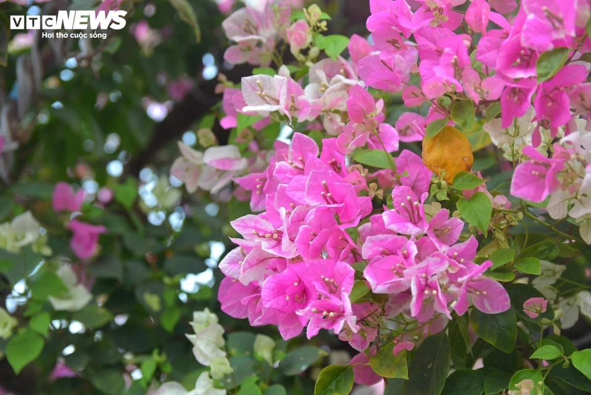 bougainvillea flowers hit streets around ho chi minh city picture 5