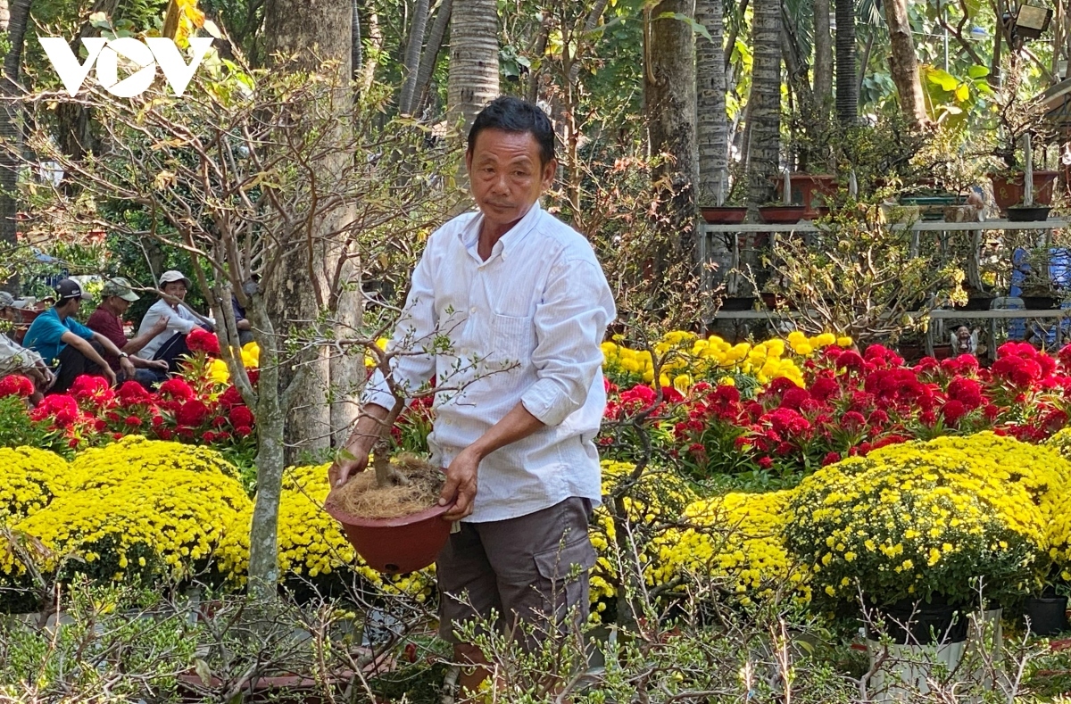 ornamental flowers for tet flock to ho chi minh city picture 4