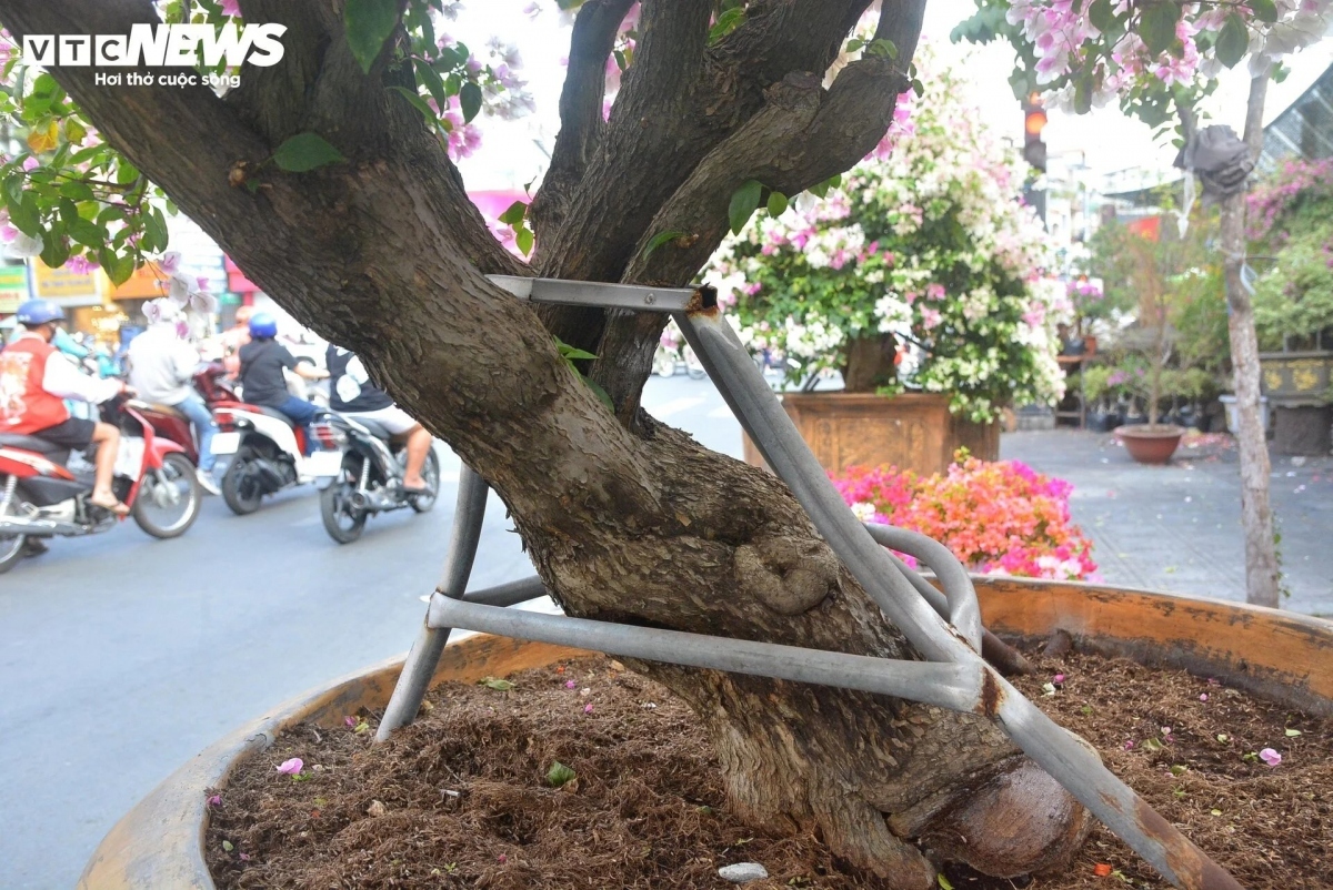 bougainvillea flowers hit streets around ho chi minh city picture 4