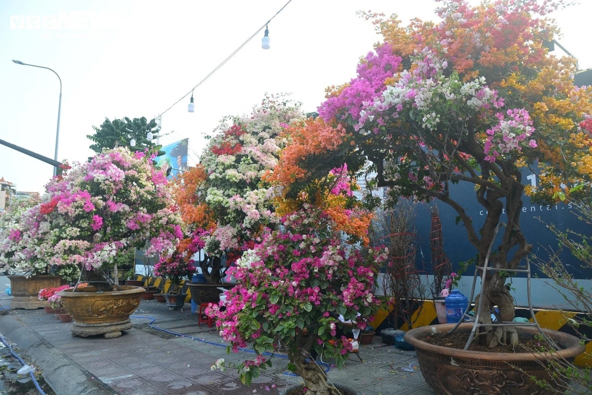 bougainvillea flowers hit streets around ho chi minh city picture 3