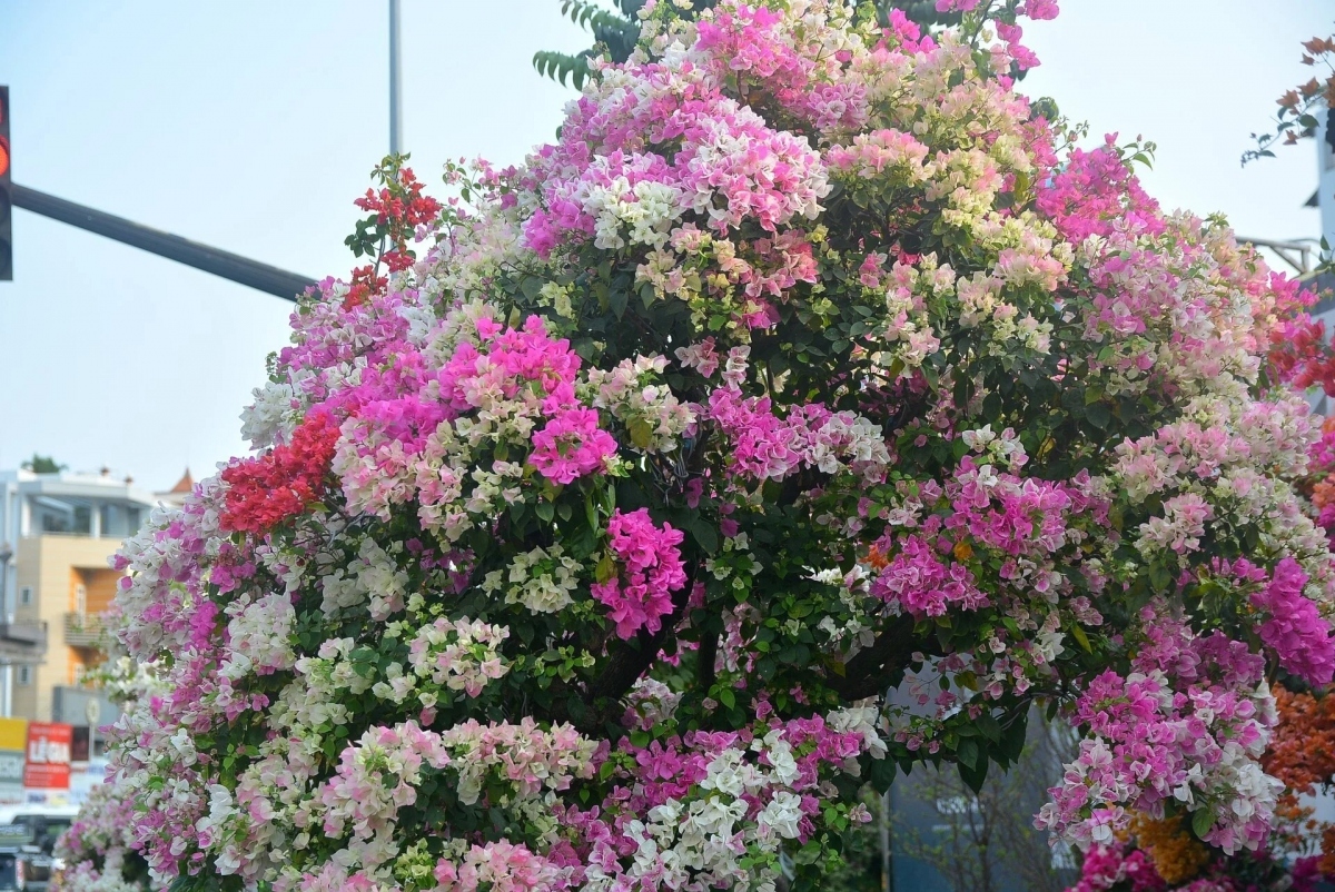 bougainvillea flowers hit streets around ho chi minh city picture 7