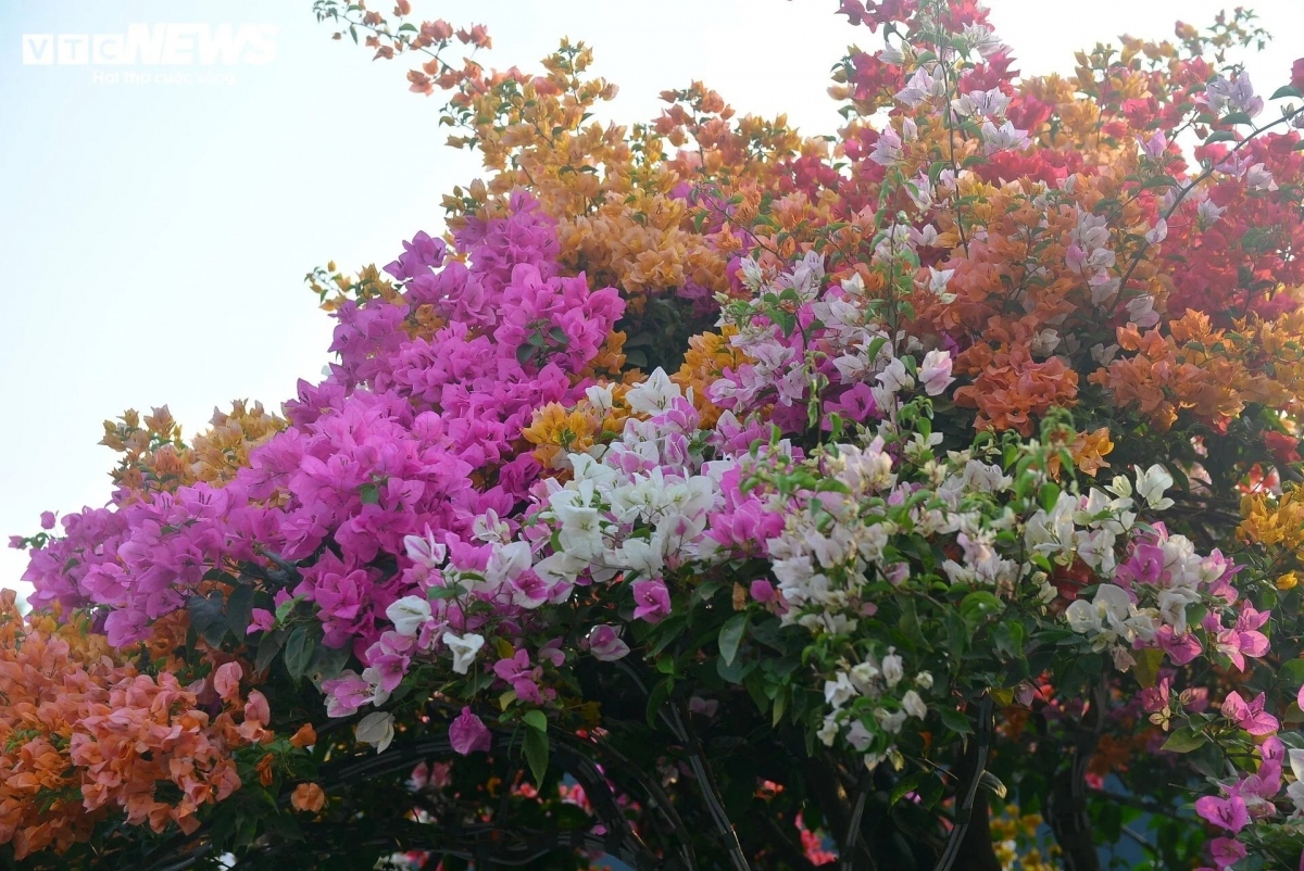 bougainvillea flowers hit streets around ho chi minh city picture 6