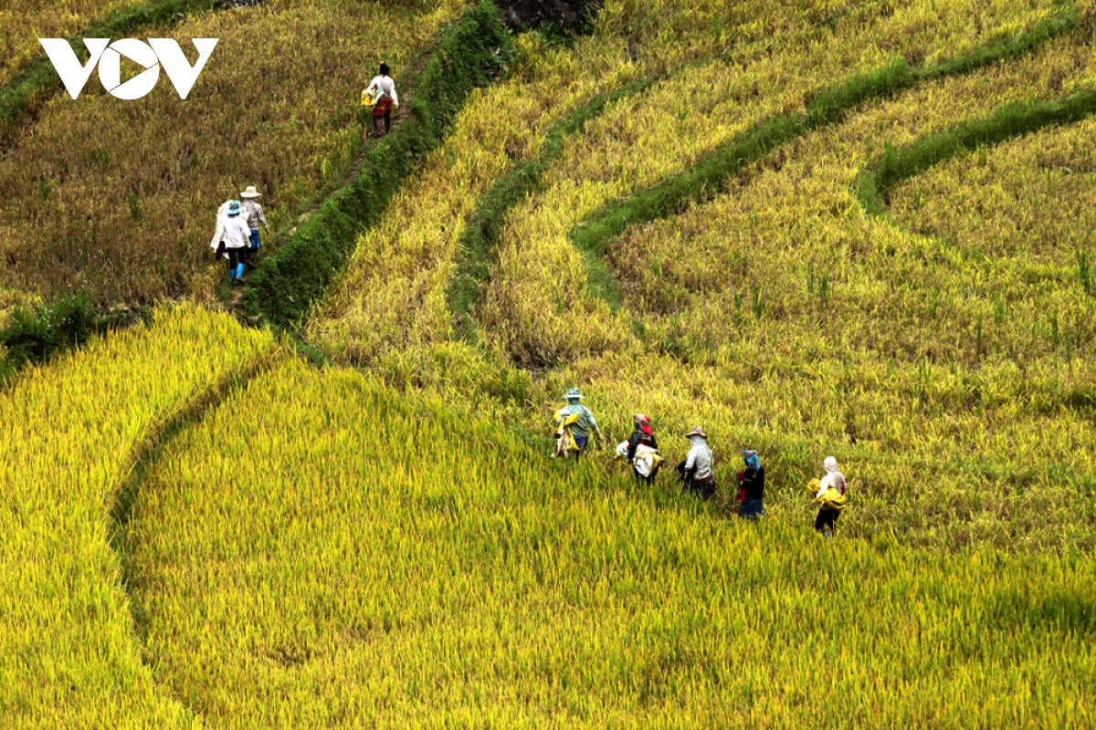 nhộn nhịp mùa vàng trên rẻo cao tả lèng hình ảnh 2 nhon nhip mua vang tren reo cao ta leng hinh anh 2