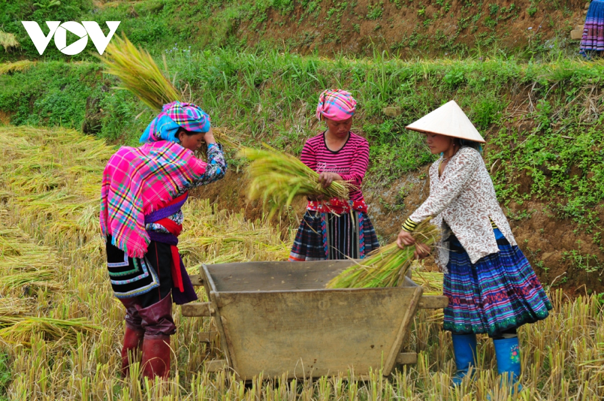 nhộn nhịp mùa vàng trên rẻo cao tả lèng hình ảnh 4 nhon nhip mua vang tren reo cao ta leng hinh anh 4