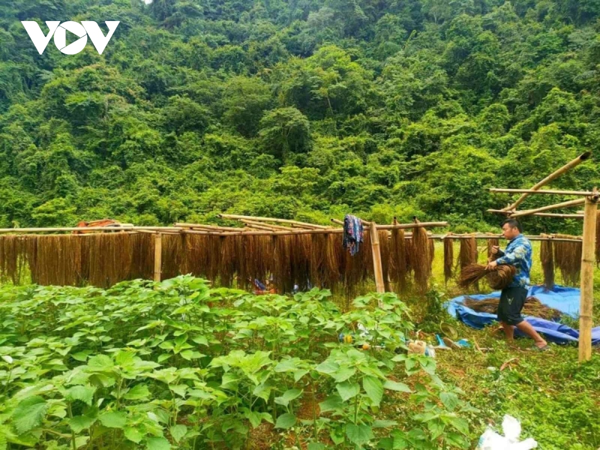 cay gai xanh ap1 huong di moi trong phat trien kinh te cua nong dan cao bang hinh anh 2