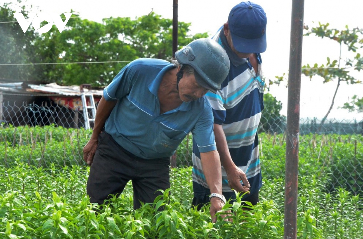 nong dan Da nang tat bat vu hoa tet hinh anh 4