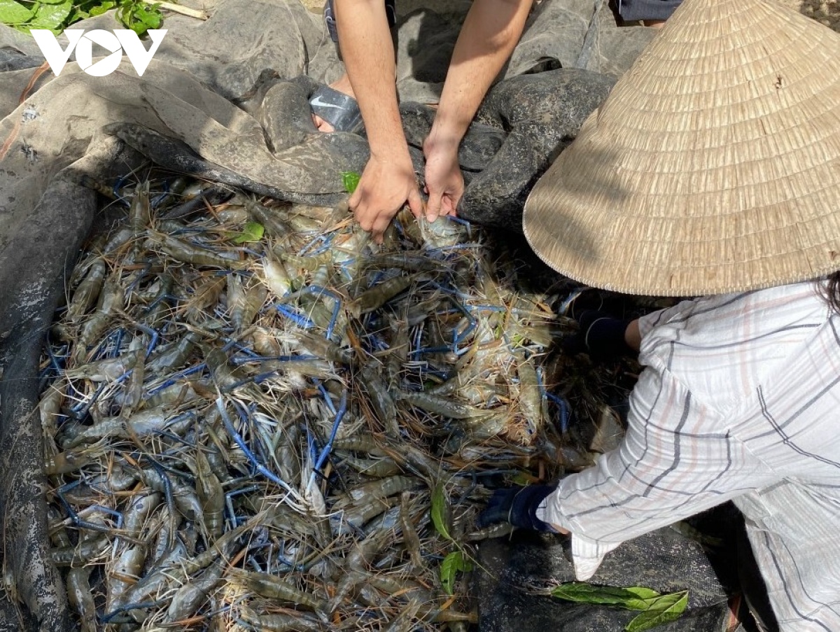 mo hinh san xuat dua huu co ket hop nuoi thuy san cho kinh te gap may lan hinh anh 3