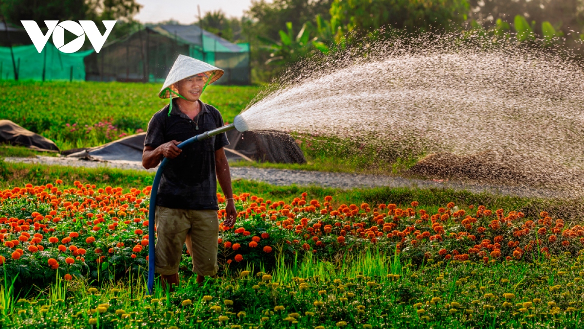 lang hoa binh duong dua sac don xuan hinh anh 5