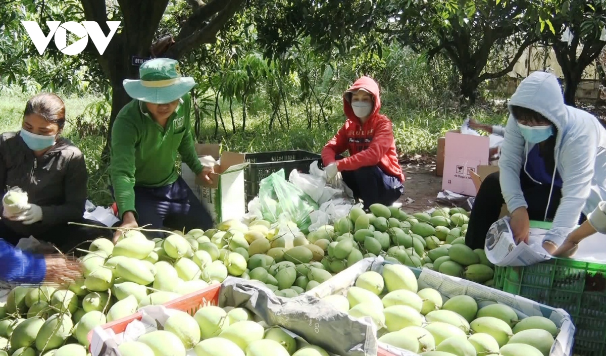 tien giang co gan 100.000 tan trai cay dac san phuc vu tet co truyen hinh anh 3