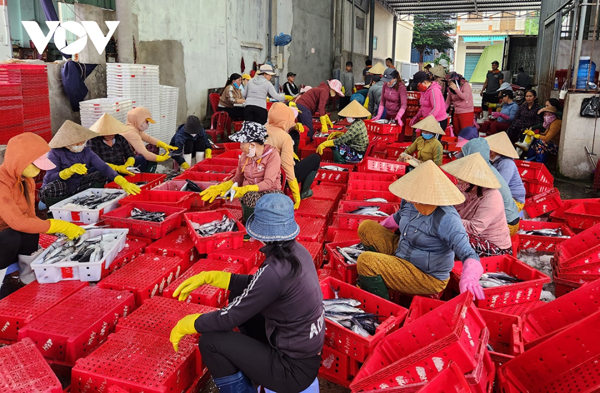 ngu dan quang ngai bam bien xuyen tet o vung bien hoang sa hinh anh 3