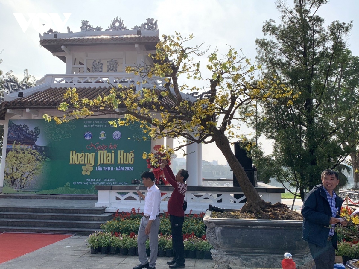 khai mac le hoi hoang mai hue 2024 hinh anh 4 khai mac le hoi hoang mai hue 2024 hinh anh 4